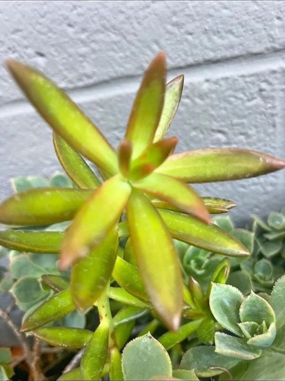 BEAUTIFUL STAR SUCCULENT PLANT CUTTINGS